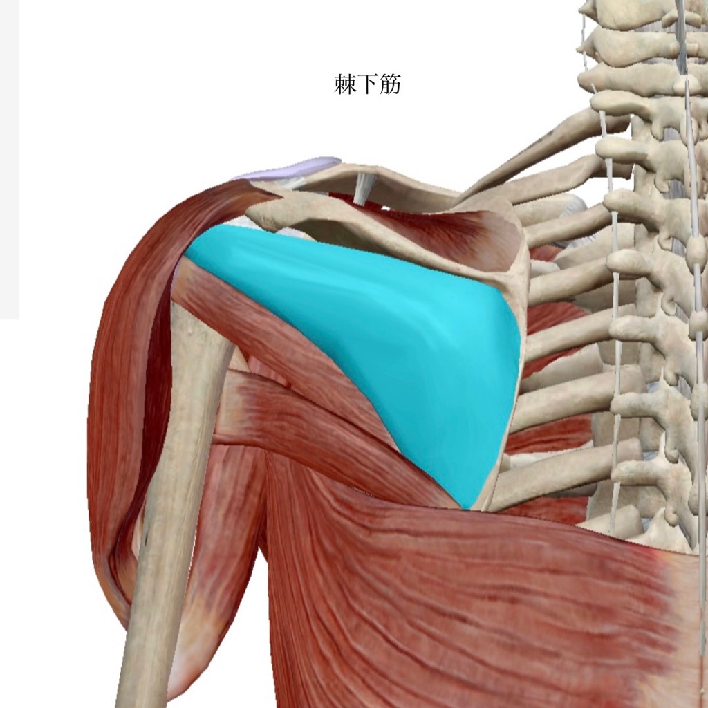 肩関節周囲炎の概要と施術方法